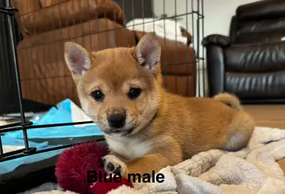Shiba Inu Puppies, View more