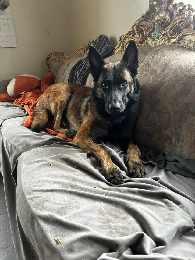 ONLY 4 BELGIAN MALINOIS PUPPIES LEFT in Dogs & Puppies for Rehoming in Edmonton - Image 10