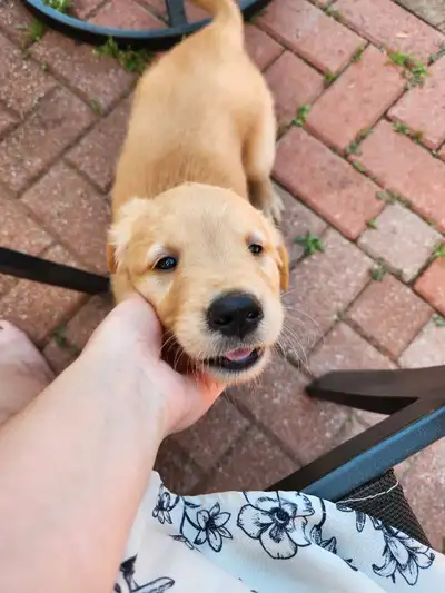 Male Golden Retriever Puppy, View more