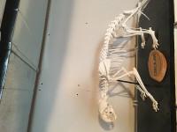 Squelette de carcajou **rare et excellente condition**