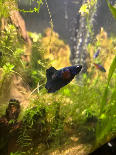  Bettas (male), View more