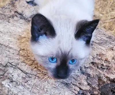 I have 4 beautiful Siamese Kittens raised on our acerage around kids and other animals. Sweet and fr...