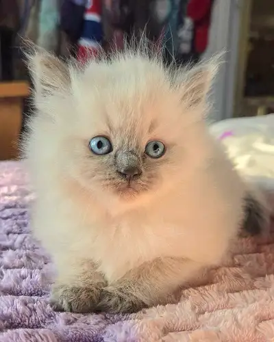 ❤️chatton ragdoll/himalayen❤️, View more