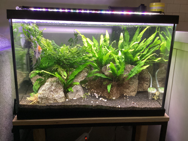 20 gallon aquarium  in Accessories in Barrie