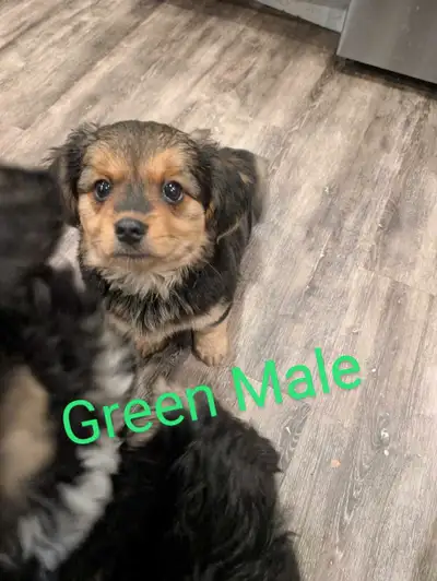 3 Shorkies Pups Looking for Their Forever Home, View more