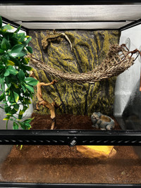 Gecko (crested) with full setup