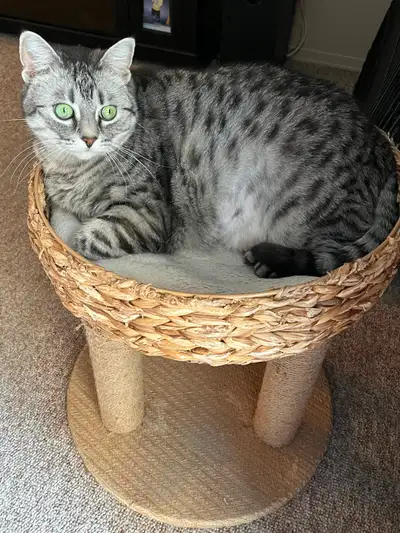 Beautiful Mia looking for a home, View more