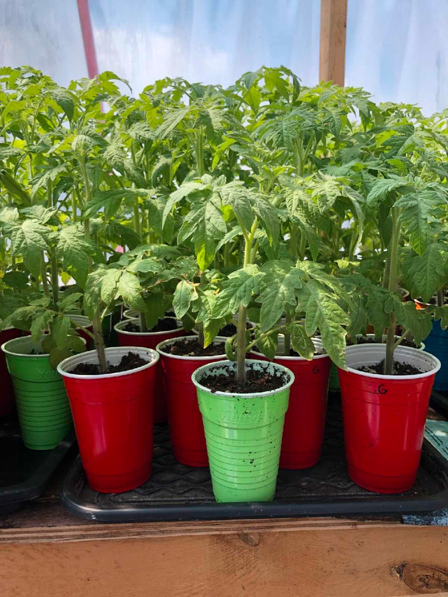 Tomato Plants for sale in Plants, Fertilizer & Soil in Windsor Region - Image 2