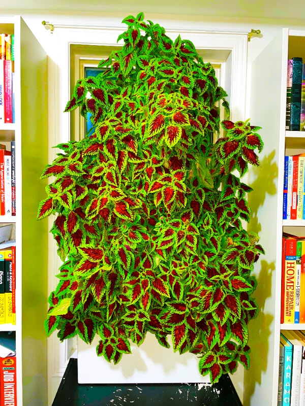 Spectacular Coleus Plant A Living Masterpiece and Centerpiece