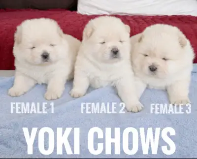 AKC Chow Chow Puppies, View more