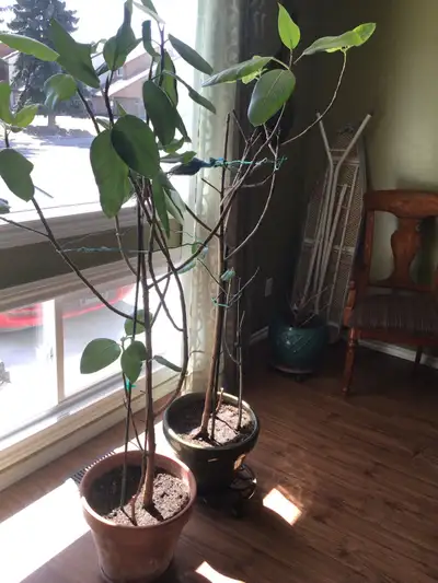 House plants . $20.00 for both ., View more