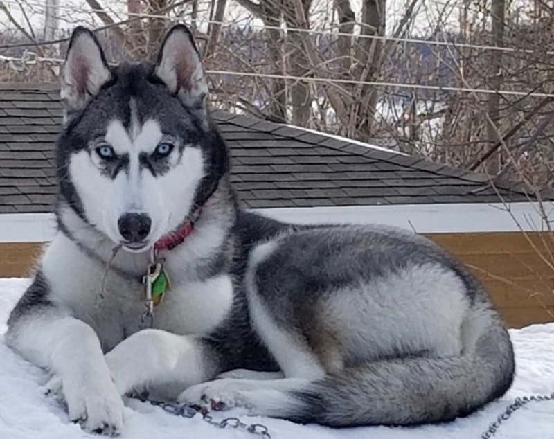 Husky de Sibérie Chiens et chiots à adopter Saguenay Kijiji