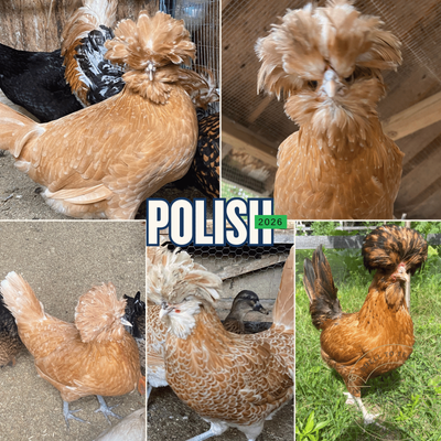 Hatching Eggs Polish Chickens Buff Laced Fertile Fertilized eggs, View more