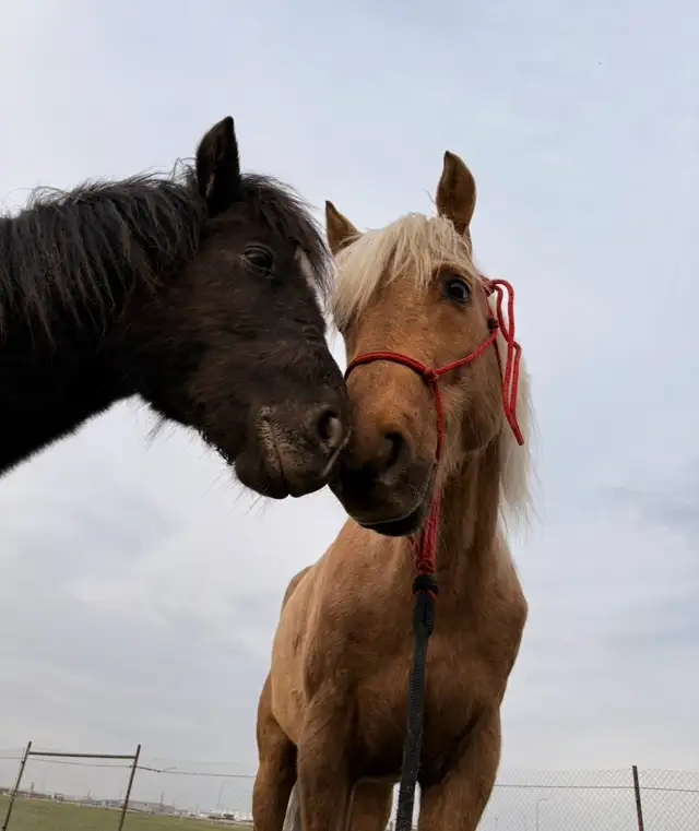 looking for acreage to rent