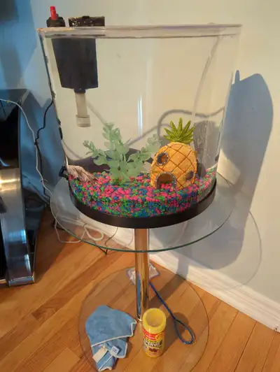 Fish Tank with a Beautiful Pleco Fish ...., View more