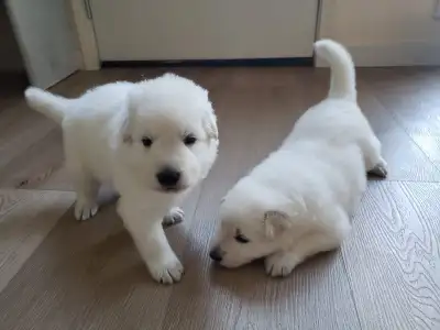 White Swiss Shepherd (Berger Blanc Suisse) puppies, View more