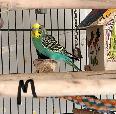 Budgies For Sale, View more