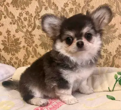 Cobby Body and Apple Head Chihuahua puppies SH and LH, View more