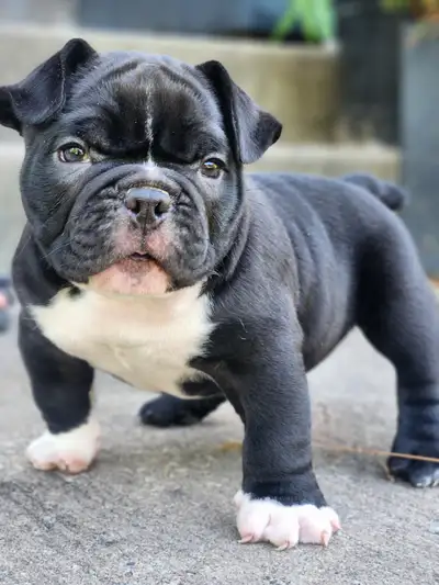 Rare Micro American Bulldog Puppies – Top Bloodline!, View more