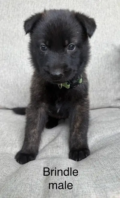 Exceptional Puppies, View more