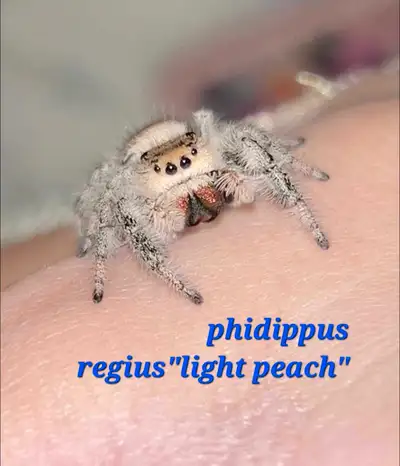 Phidippus regius light peach I3
