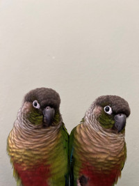 Lovely Conure Brothers