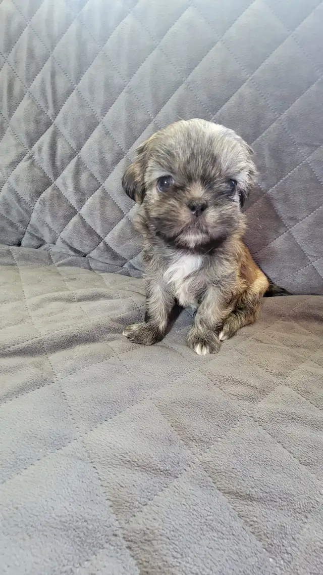 Shih tuz males in Dogs & Puppies for Rehoming in Gatineau - Image 7