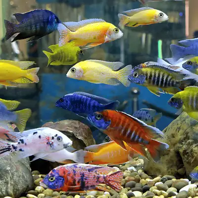 looking for African peacock cichlids , View more