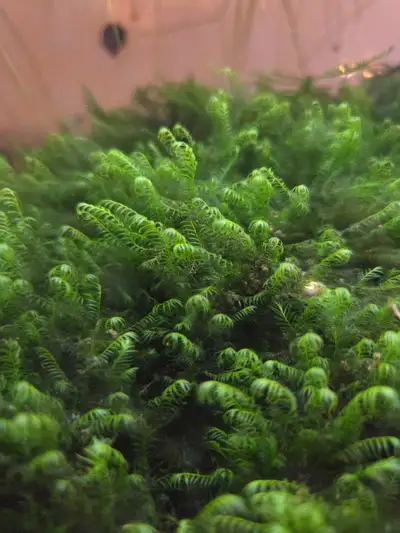 phoenix moss, View more