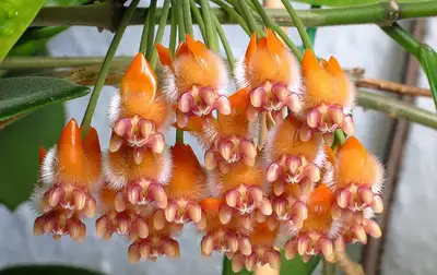 Hoya praetori, View more