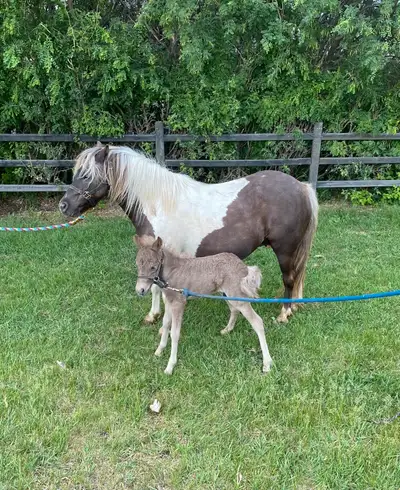 Pony mare and foal, View more