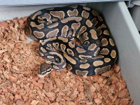 Adult YellowBelly Female Ball Python *Proven Breeder* *1342g*