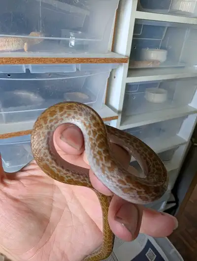 Het Albino African House Snake Sisters , View more