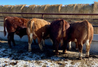 Yearling Simmental Bulls for Sale