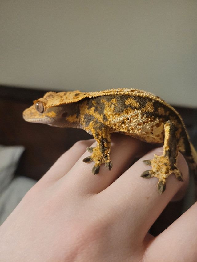 Tricolour male crestie  in Reptiles & Amphibians for Rehoming in Trenton