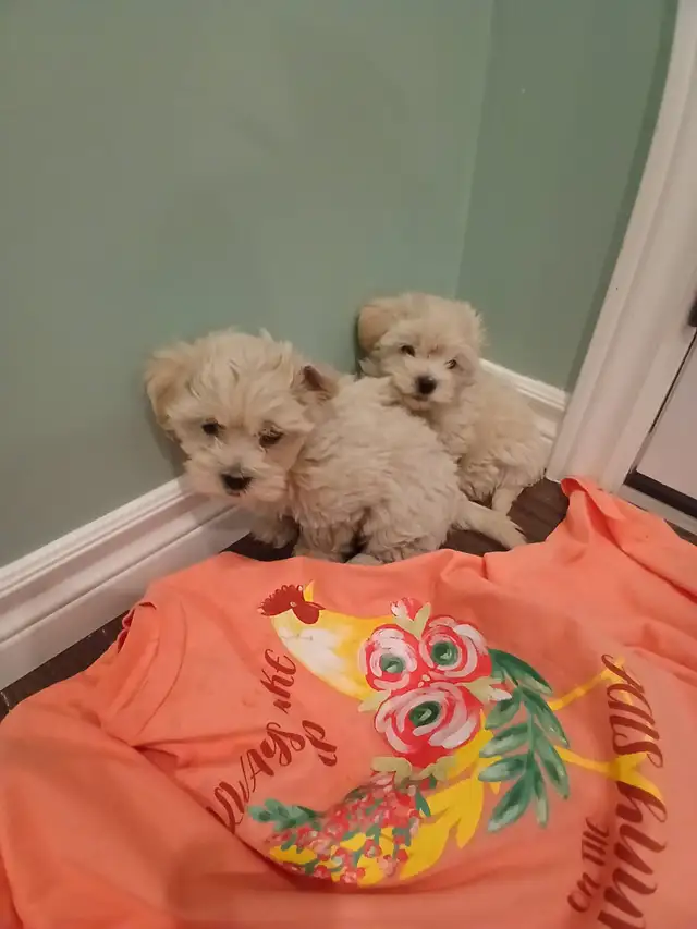 Very Cute Shih tzu mix ready to go to a new home! in Dogs & Puppies for Rehoming in City of Toronto - Image 4