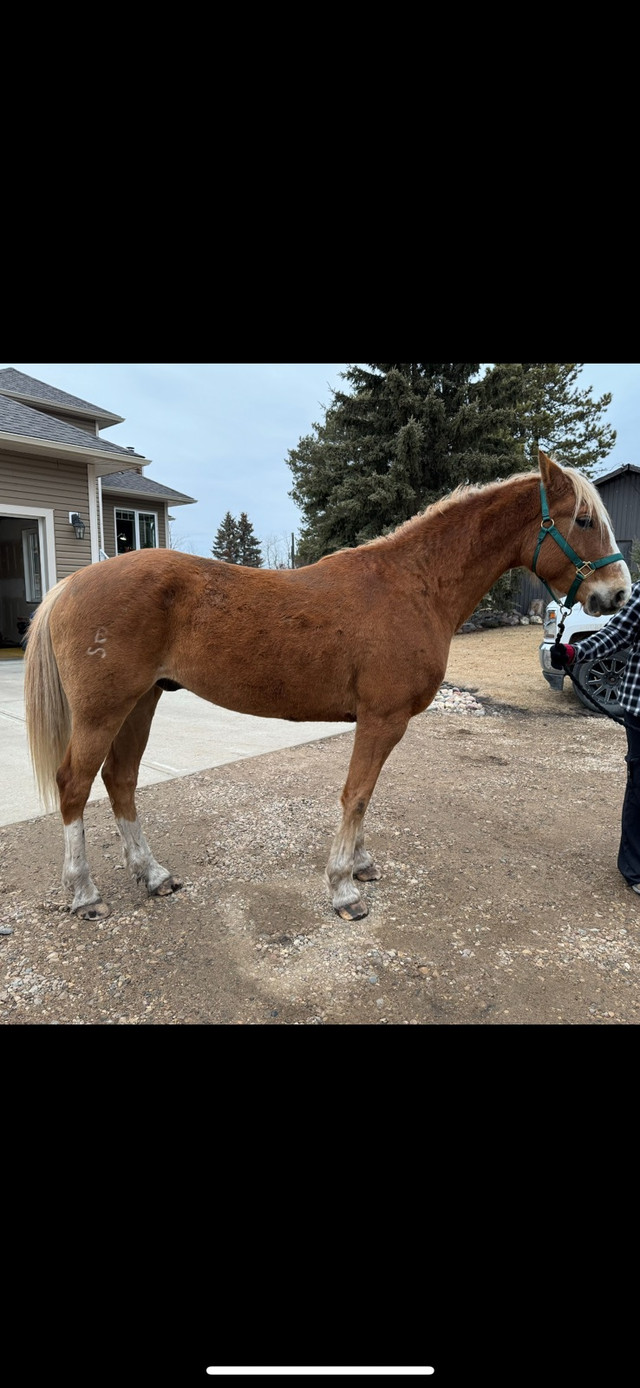 5 year old gelding  in Horses & Ponies for Rehoming in Edmonton - Image 2