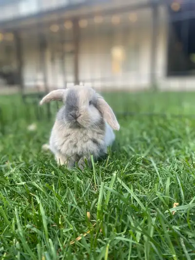 Holland lop bunnies!!, View more