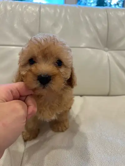 mini poodles for sale! 2 left!!, View more