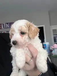 Bichonpoo puppies for sale