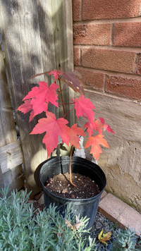Young maple tree! 