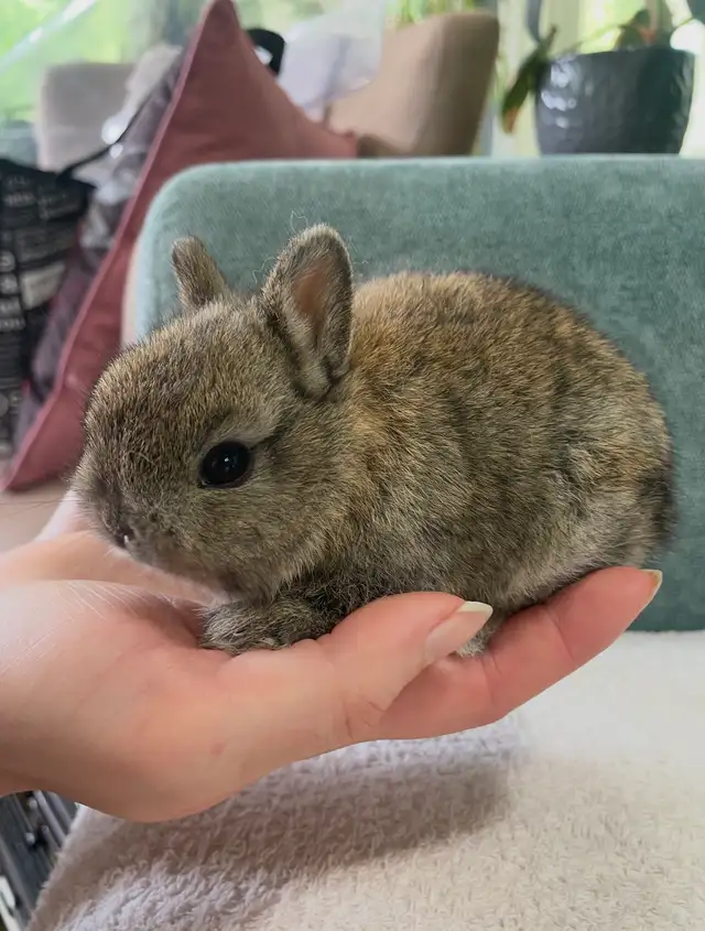 Teeny Tiny Netherland Dwarf Babies in Small Animals for Rehoming in Delta/Surrey/Langley - Image 4