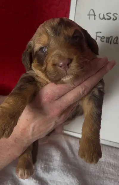 Aussiedoodle Puppies, View more