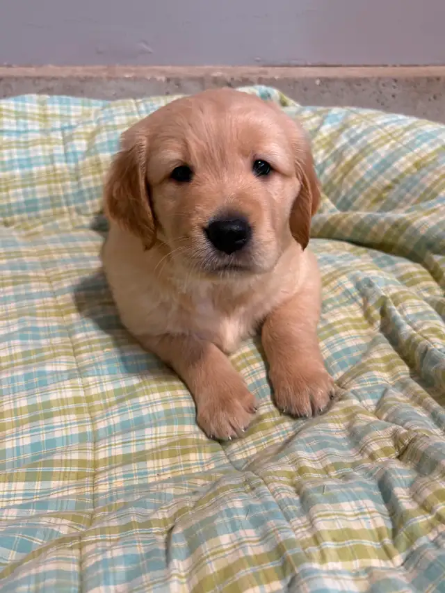 2 Male Purebred Golden Retriever Puppies in Dogs & Puppies for Rehoming in London - Image 3