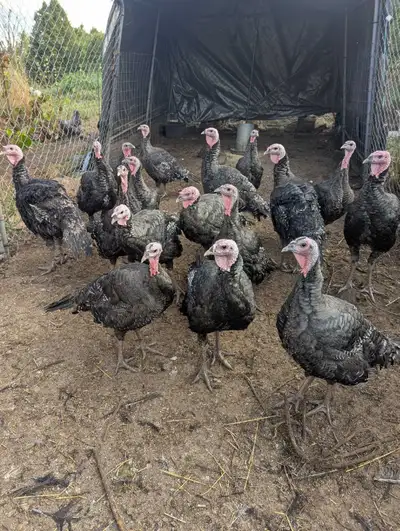 Orloppe Bronze turkeys, View more