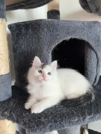 Cute Kittens, View more