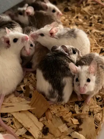 African Soft-furred Rats for sale, View more