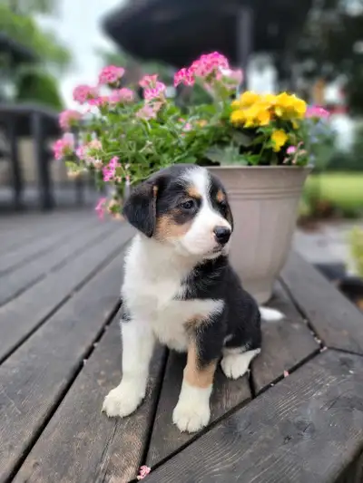 Puppies For Sale, View more