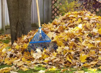 fall cleanup / leaf removal , View more