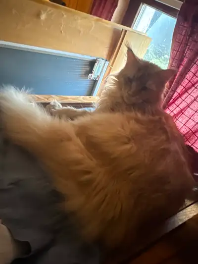 Maine Coon kittens for rehoming, View more